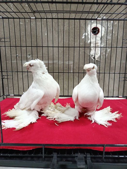 голуби продаются