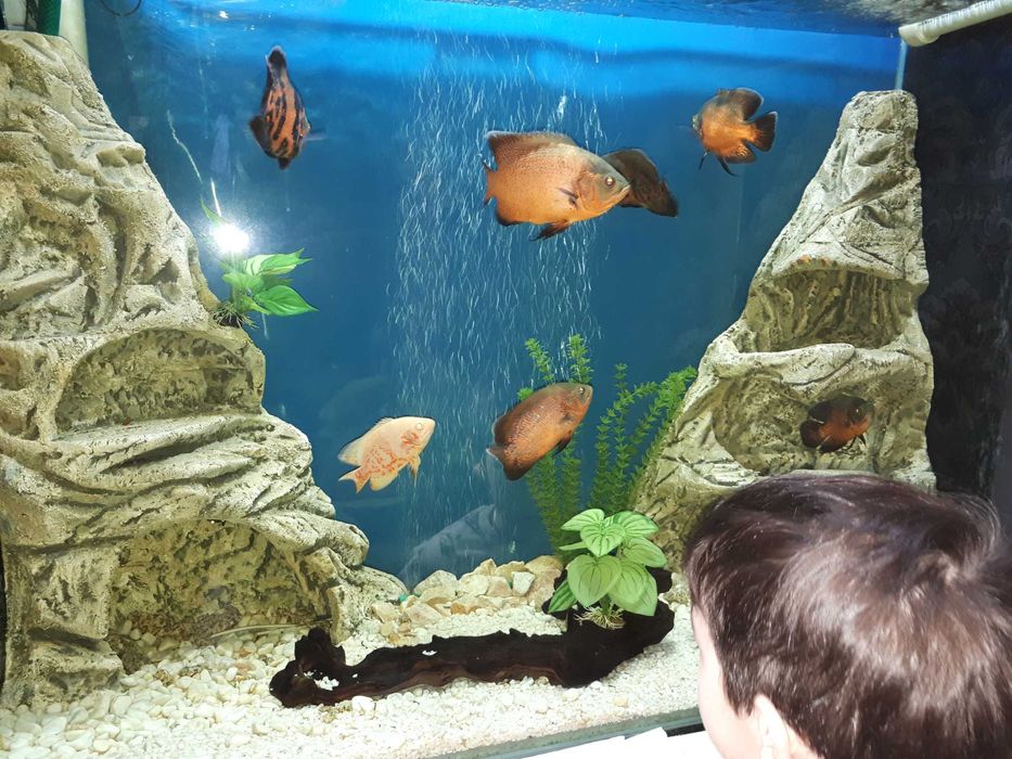 Аквариум 600 литров