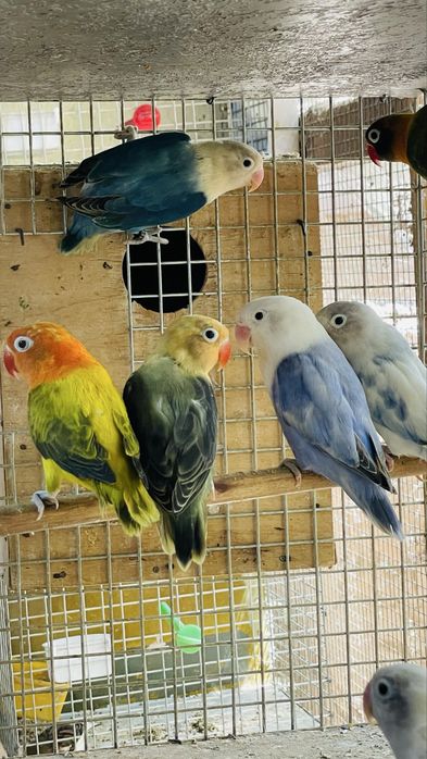 Продаётся неразлучники масковые фишир золотистий