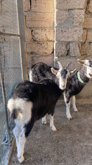 Ешкі сатылады Альпи санго