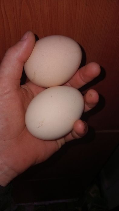 Ouă de păuni standard si păsări