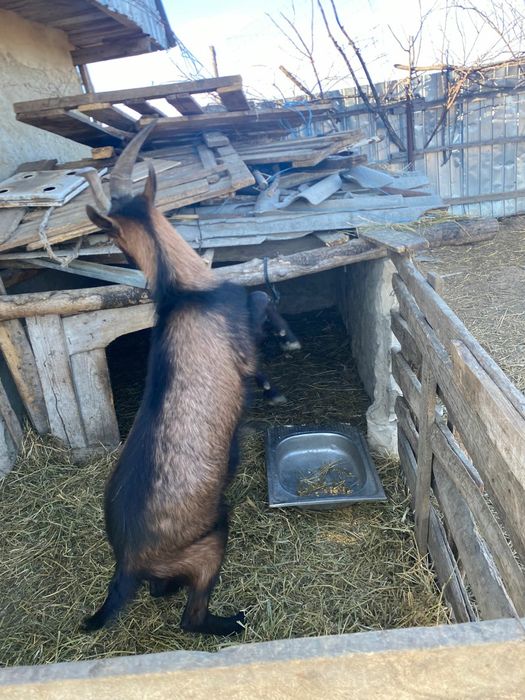 Vând țap francez alpin