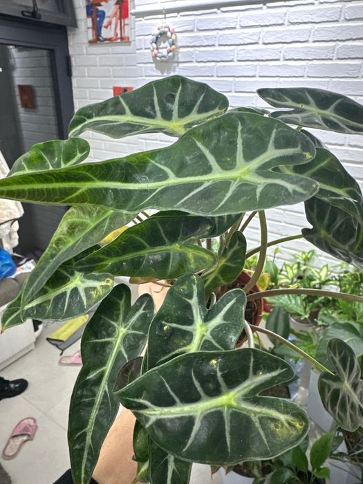 Растения для дома и офиса