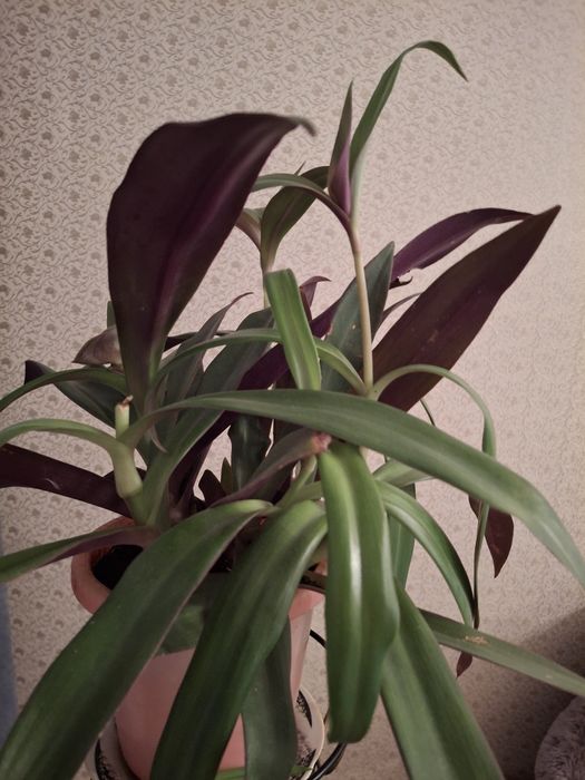 Продам цветок Рэо