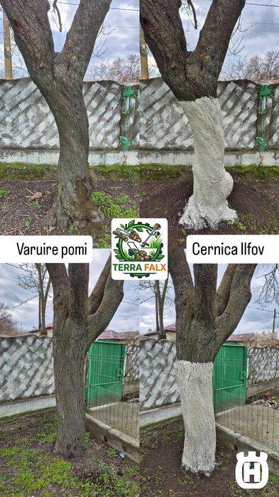 Curățare Teren și Curte, Defrișare, Tuns Iarbă/Gazon/Gard Viu, Toaletare Pomi, Tăiere Copaci, Erbicidare Amenajare Grădina Cosit Iarbă Grădinărit