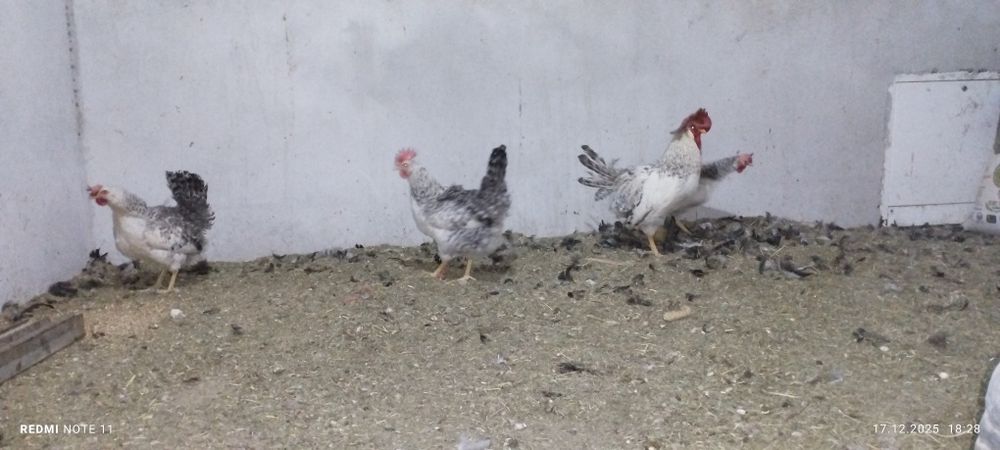 Балковский зотдор хуроз товуклар сотилади