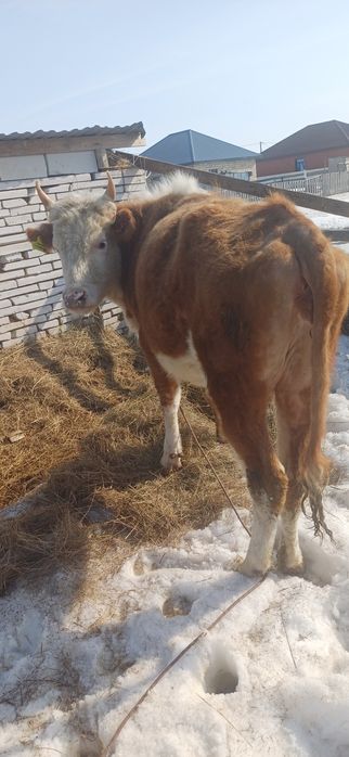 Құнажын қашар сатылады