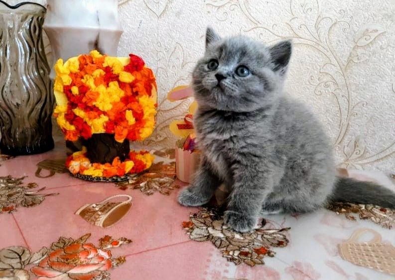 Британские котята
