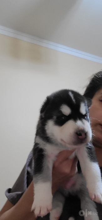 Скоро в продаже чистые сибирские хаски
