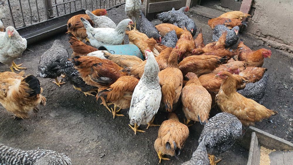 Bio, fără concentrate–Găini de casă, cocoși și ouă proaspete pt consum