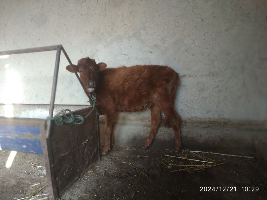 Gʻunojincha sotiladi