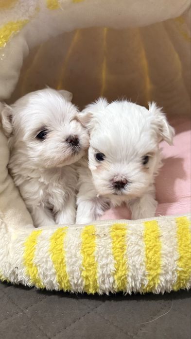 Милые щенки мальтезе