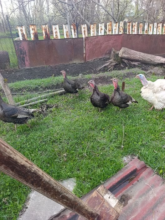 Индюки индюки индюки