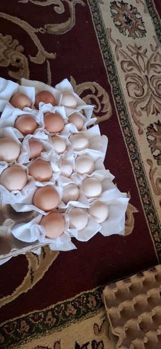 Adler  tuxumlariga zakaz olamiz.