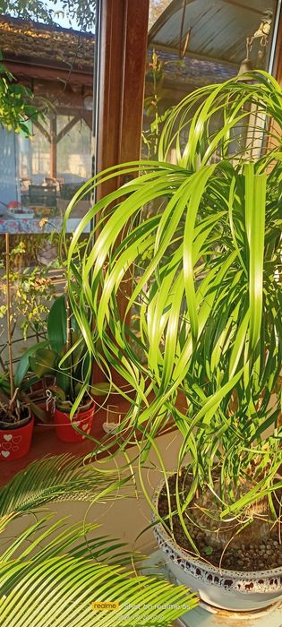Бокарнея (познато още като Нолина или Beaucarnea recurvata).