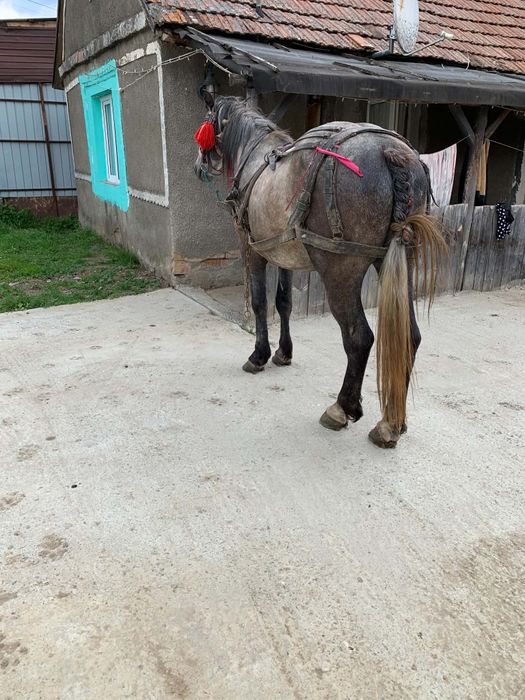 Vând sau schimb cu iapa armăsar de 3 ani garantat de ham