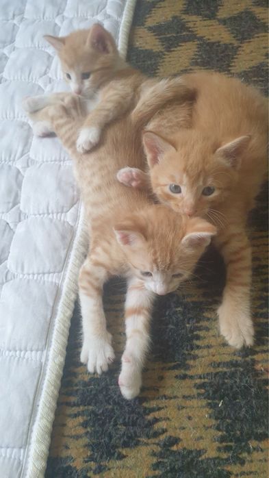 Домашный котенок