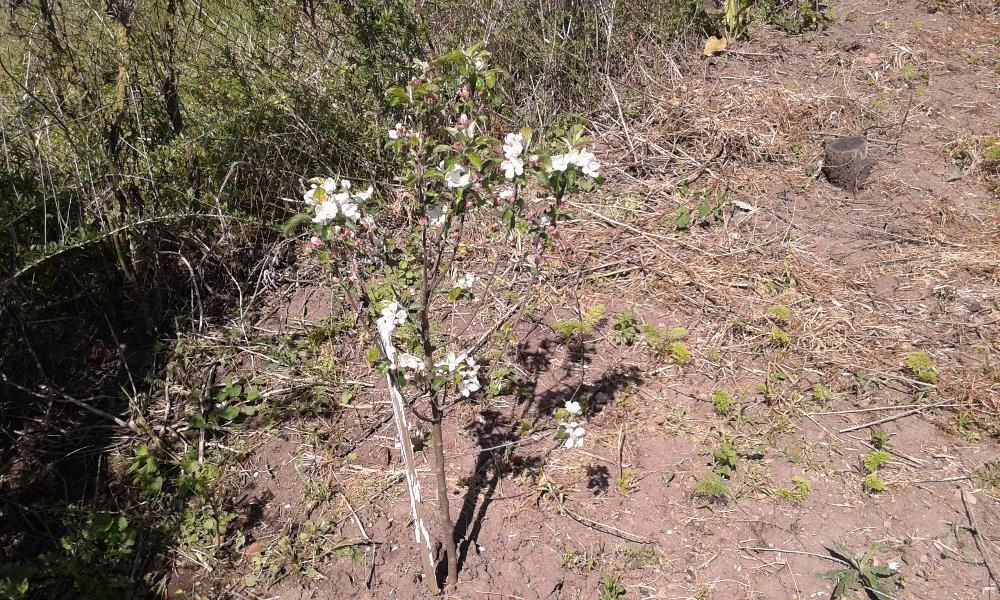 Продава се Къща в с. Черни връх, Област Бургас - 9 кв.м за 4111 €/кв.м - Снимка #5