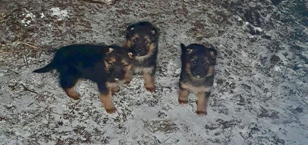 Щенки немецкой овчарки