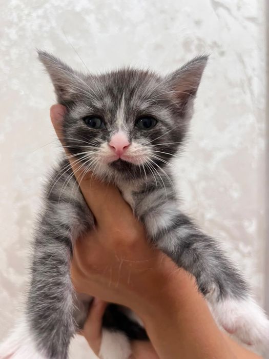 котята породистые