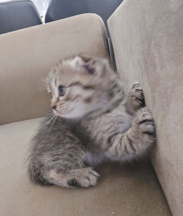 Шотландские котята