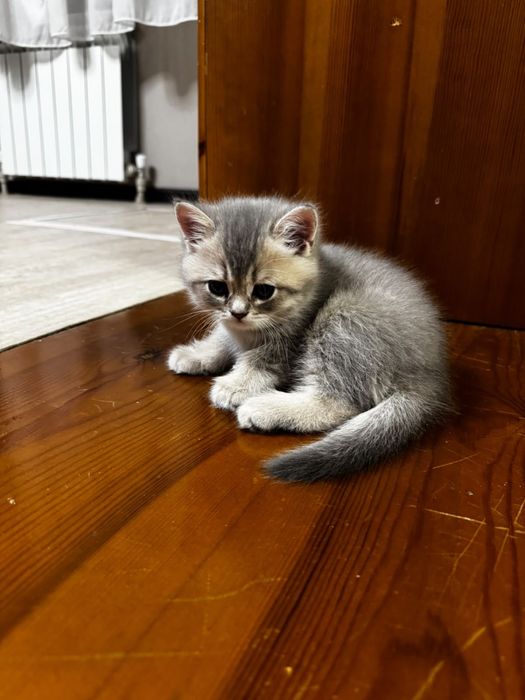 Продаются котята  британцы