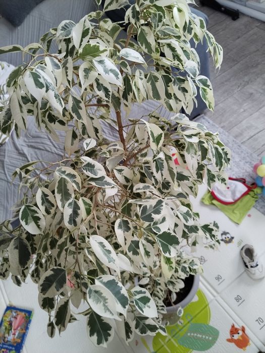 Продам цветок фикус 7000
