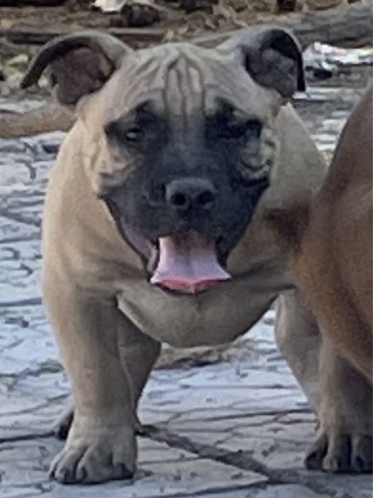 Продаю щенков американский булли