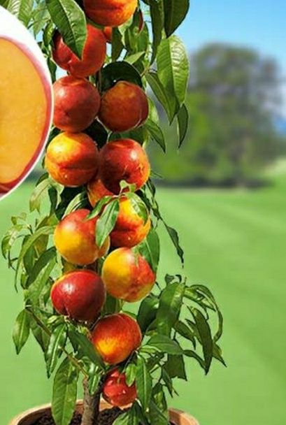 Pomi columnari anul 2/3/4 direct pe rod