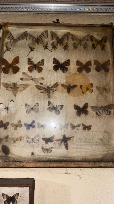 Продам коллекцию бабочек