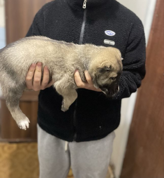 продается щенок алабая