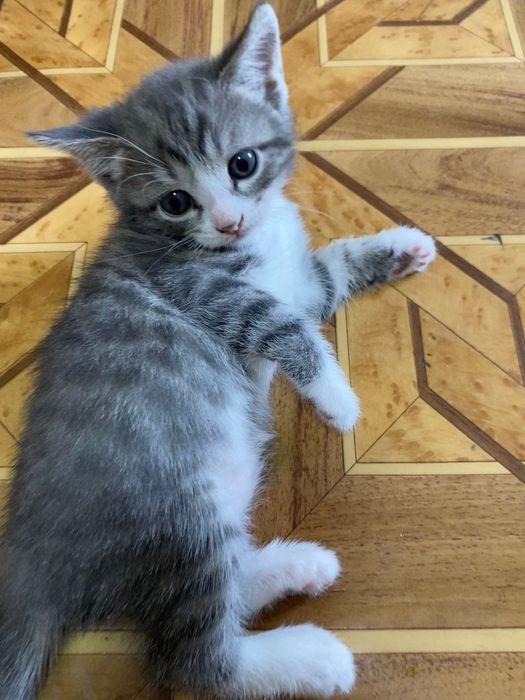 Отдам кошечек им 1 месяц