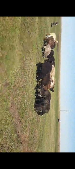 Бараны овцы ягнята