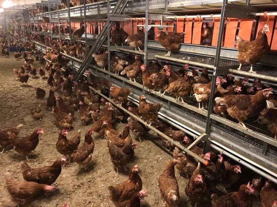 Găini ouătoare Issa Brown