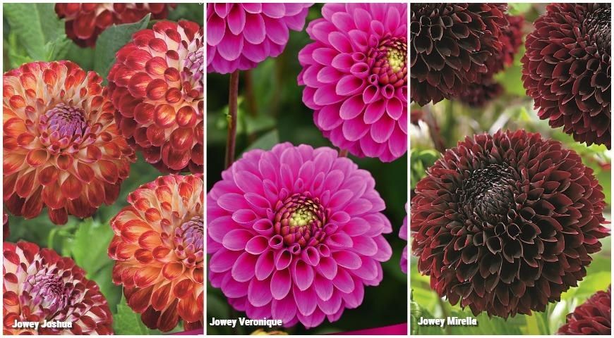 Цветы в ассортименте