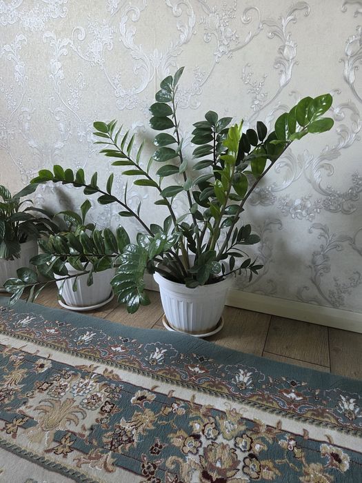 Продам замиокулькас