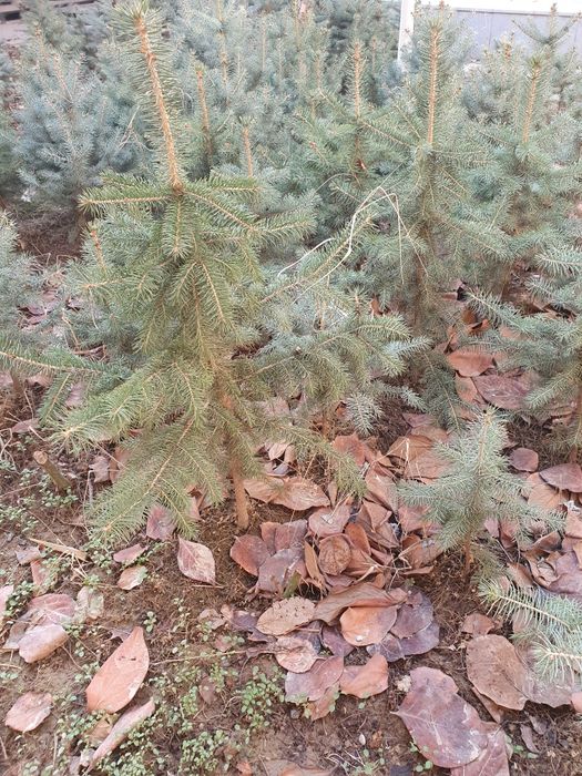 Кремлевская ёлка