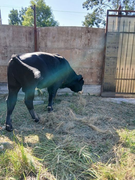 Vand tauras angus