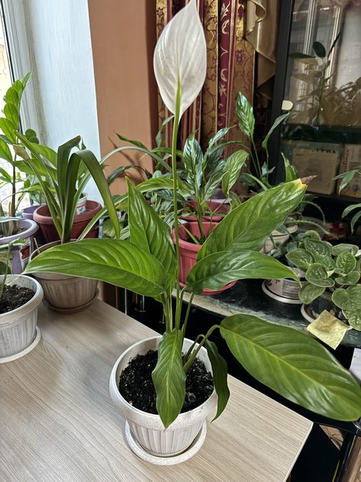 Женское счастье цветущее много