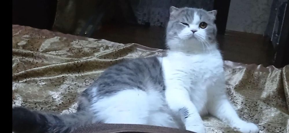 Срочно нужен кот скоттиш страйт для вязки!