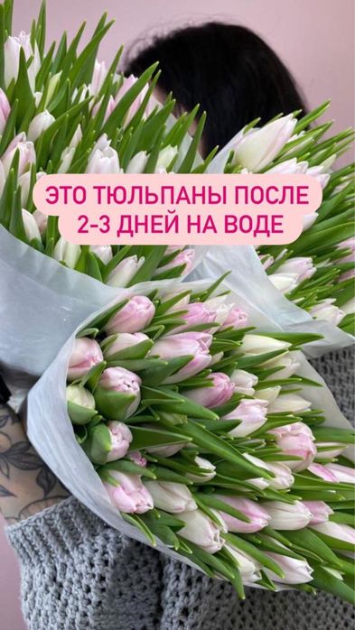 Голандские тюльпаны оптом