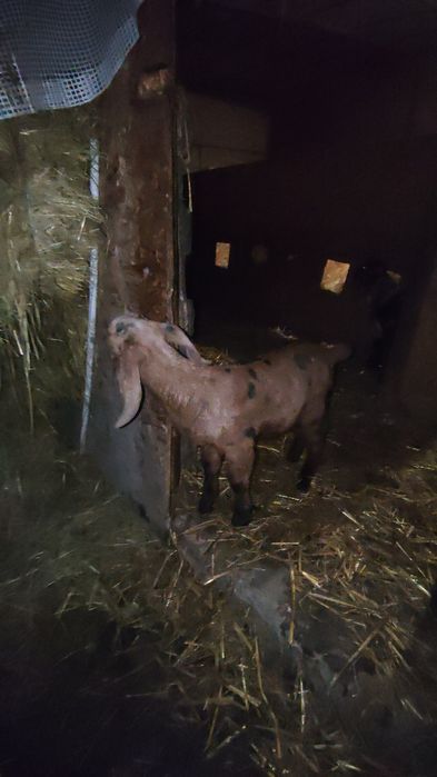 De vanzare țapusori  si ieduțe Anglo Nubieni  cu o genetica foarte bun