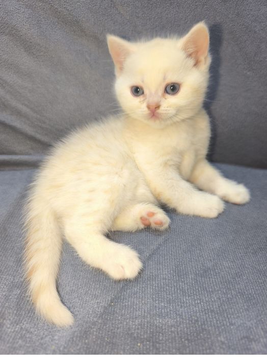 Продаются котята 1,5 месяца шотландский страйт