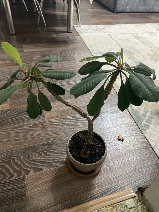 продам комнатное растение