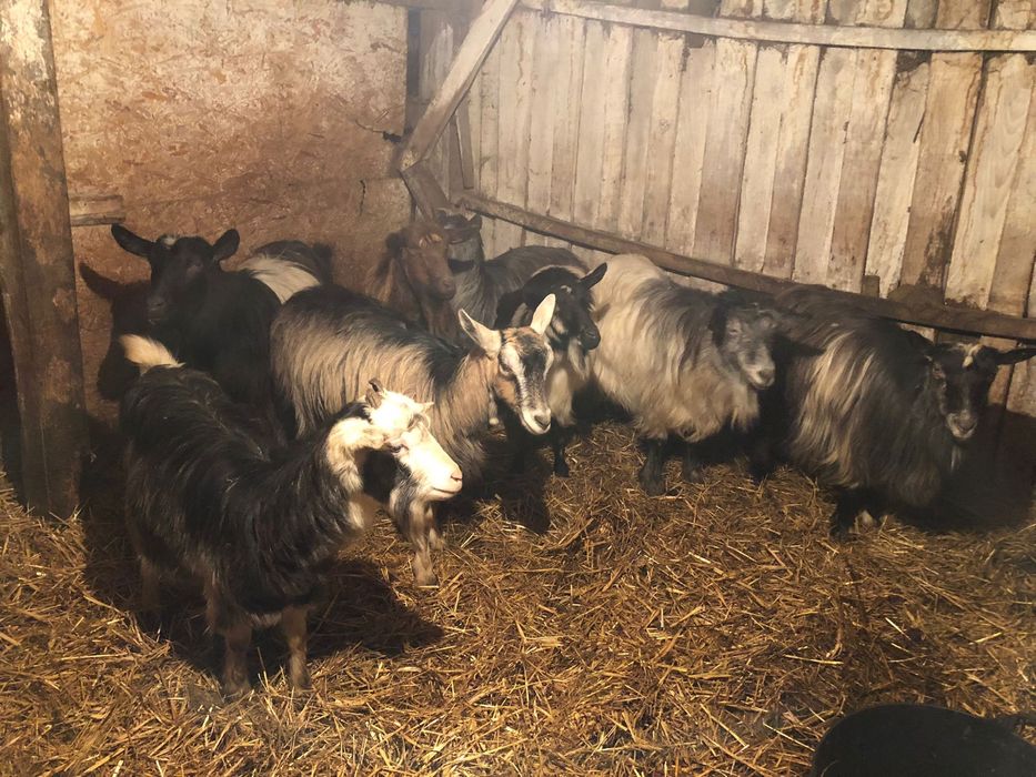 Vând 8 capre bune de lapte
