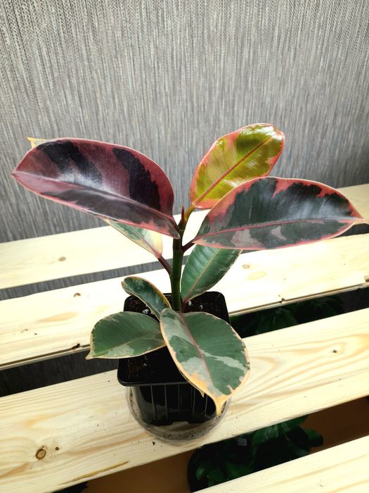 Продам Фикус Шривериана