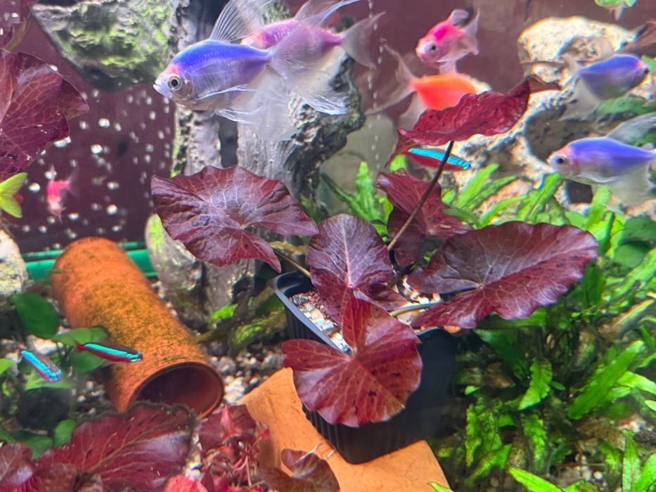 Нимфея Лотос Красная