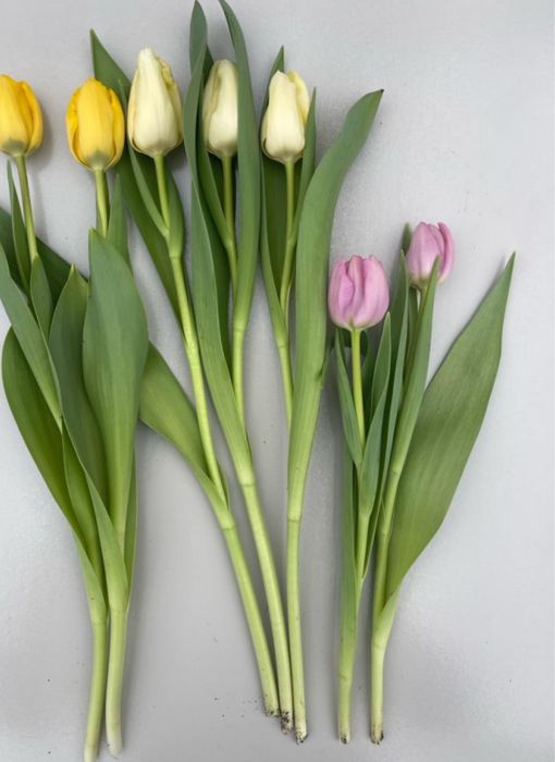 Тюльпаны оптом и по 30штук