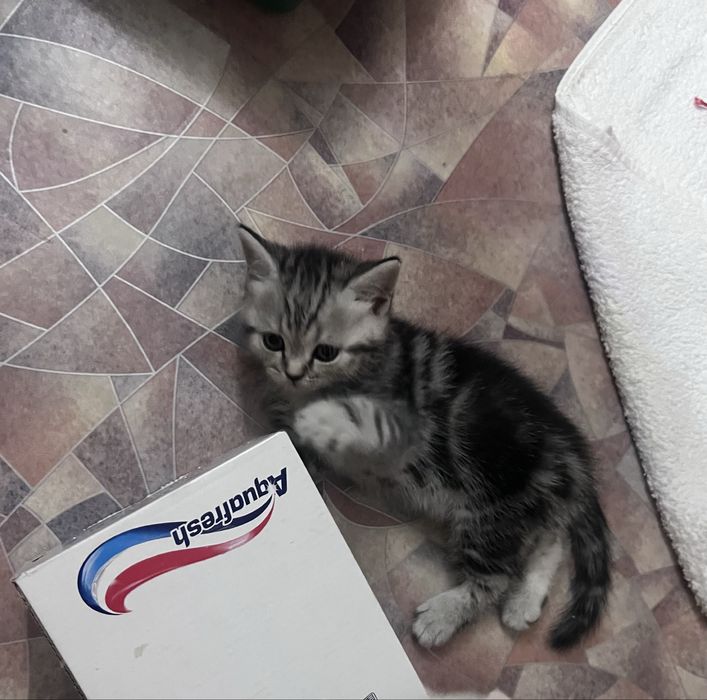 Шотландский мальчик