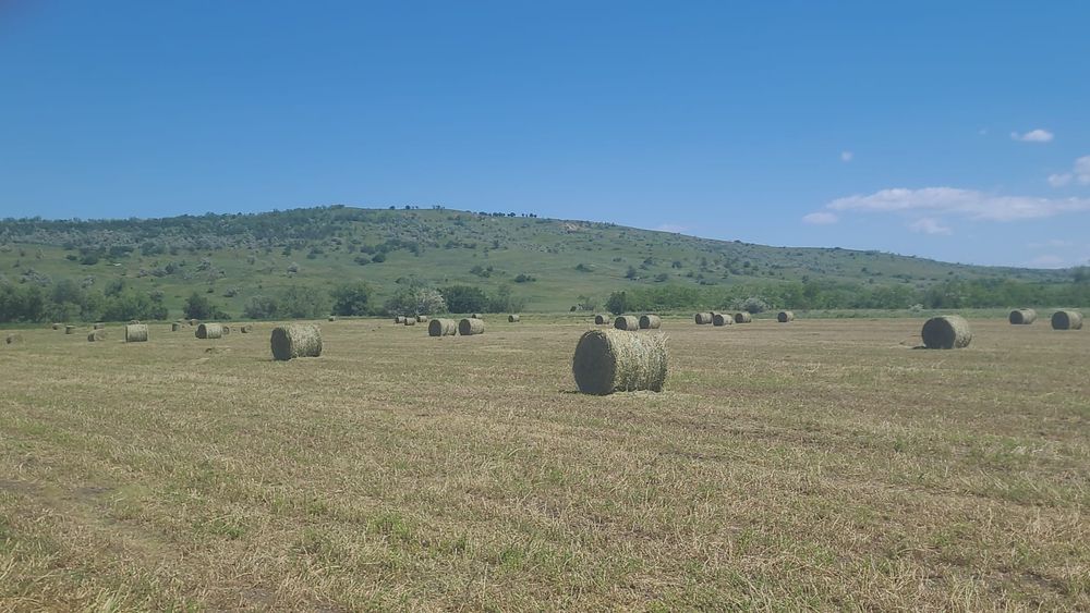 Baloți rotunzi lucerna coasa 2